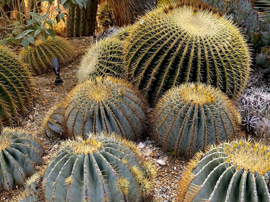 Desert gardens studded with barrel cactus guard the entrance to El Centro's tony residential complex. 