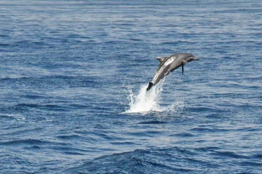 Dolphins were seen often jumping around the ship during the cruise.
