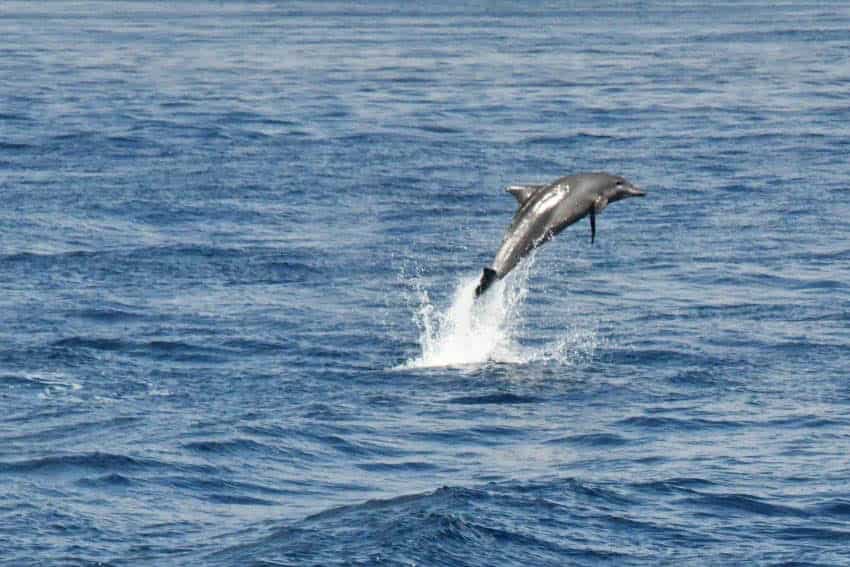 Maldives By Land and Sea 14 Dolphins were seen often jumping around the ship during the cruise.
