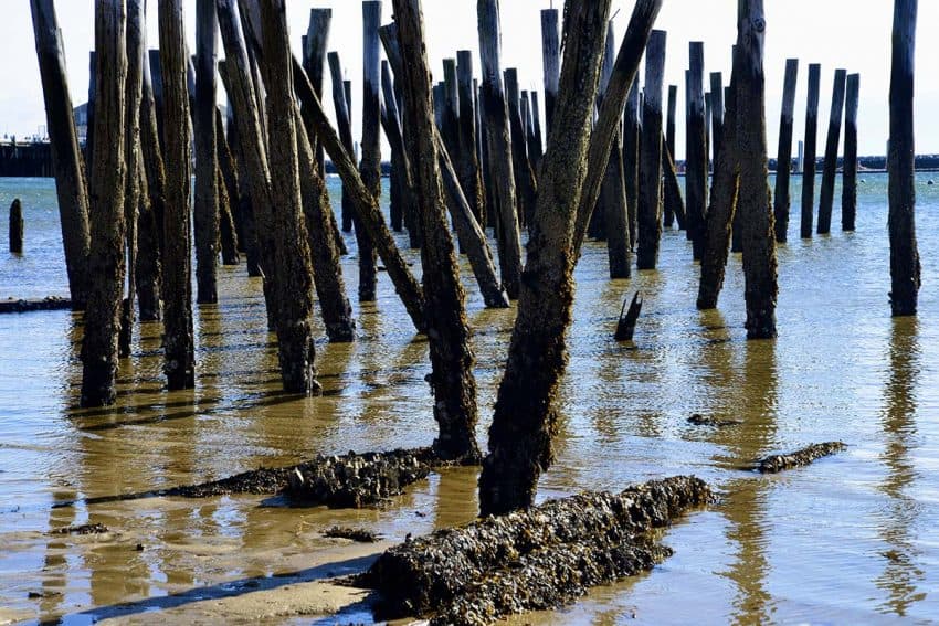Weathered Piers in P-Town
