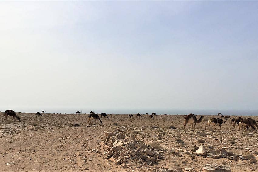 Western Saharan Camels