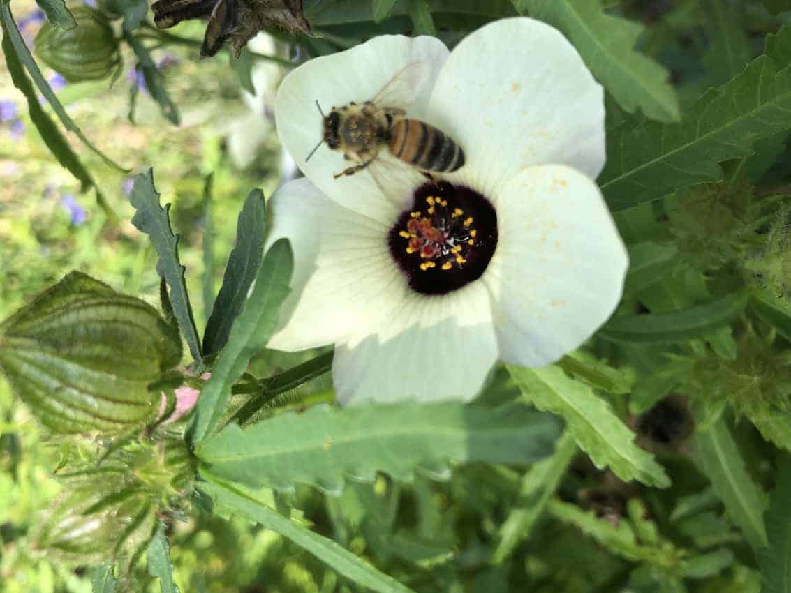 The gardens are blooming and full of life 