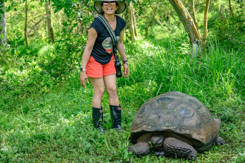 Giant tortoises on Santa Cruz in the Galapagos can weigh up to 900 lbs. and can be seen crawling around in the highlands of this island.