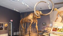 Herrett Center mammoth