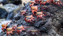 Sally-Lightfoot-Crabs