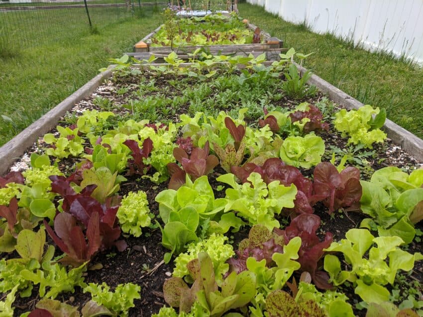 Travel in Maryland During The Pandemic 5 Gardening is a great way to deal with staying at home.