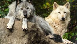Alawa_Zephyr