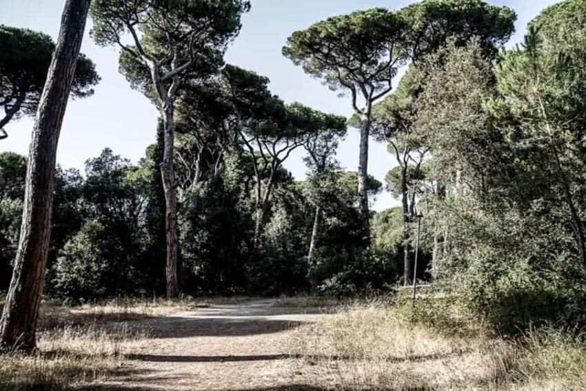 Pine Forest in Fregene