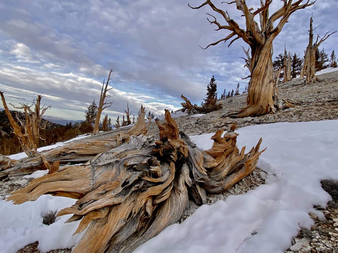 Seasonally melting snowfields unveil gnarled limbs and ancient growths of bristlecone pines stubbornly surviving across the steep slopes of Inyo National Forest.