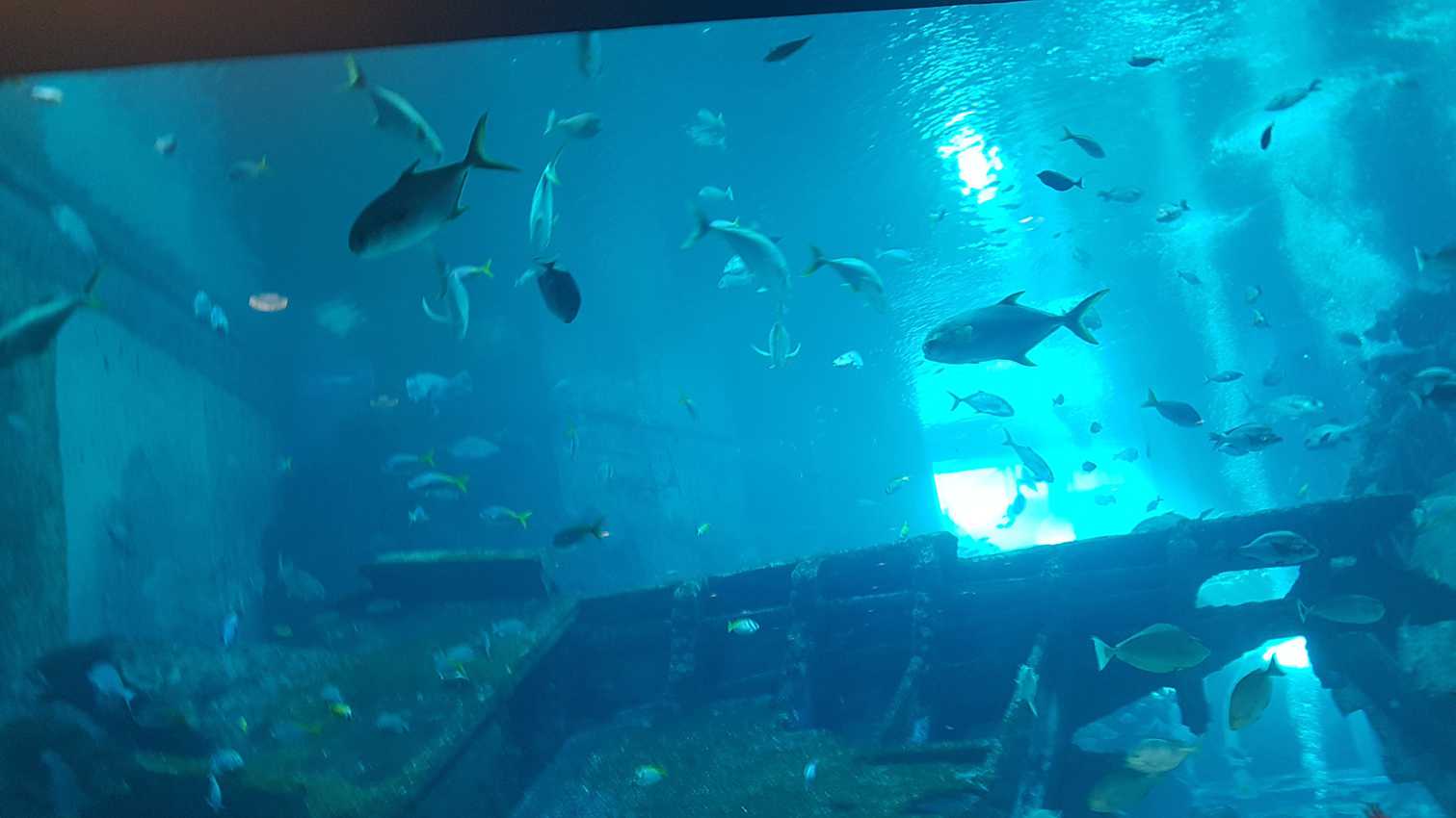 fish in the tank