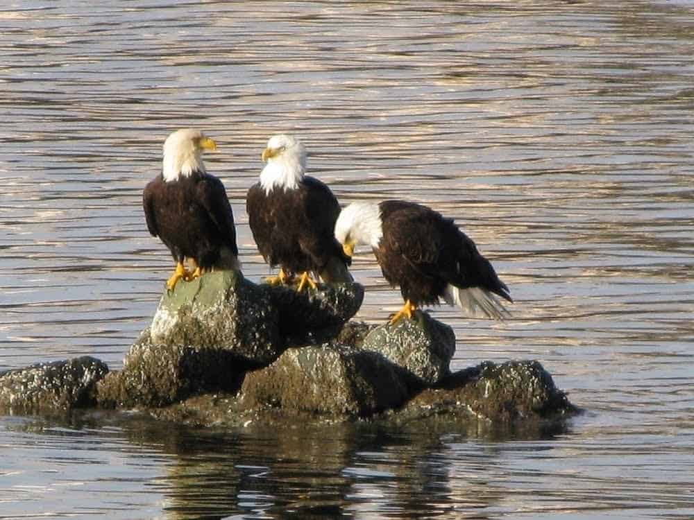 Three eagles in Tongass National Forest Alaska.Don Koston 29 Eagles @visitsitka Nondalton