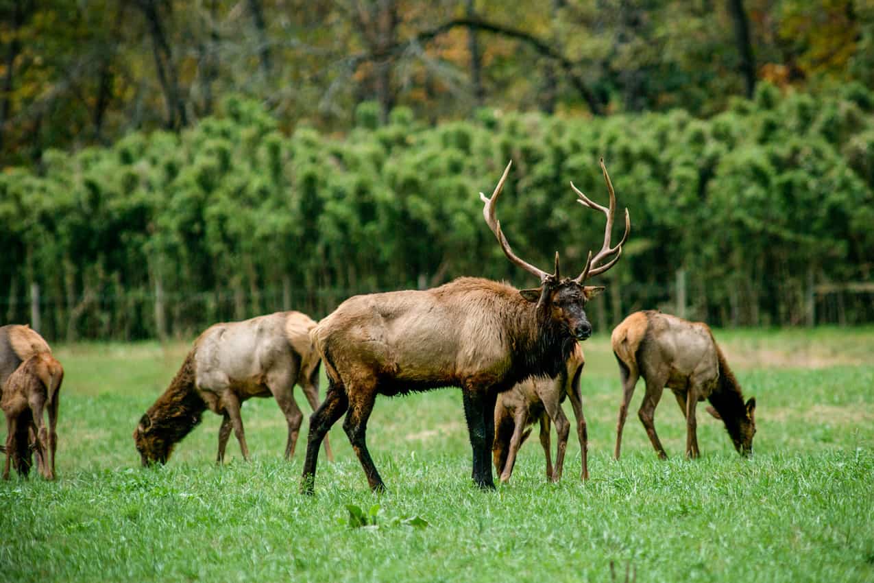 The elk now number more than 300 in Ponca, Arkansas, they arrived in 1931.