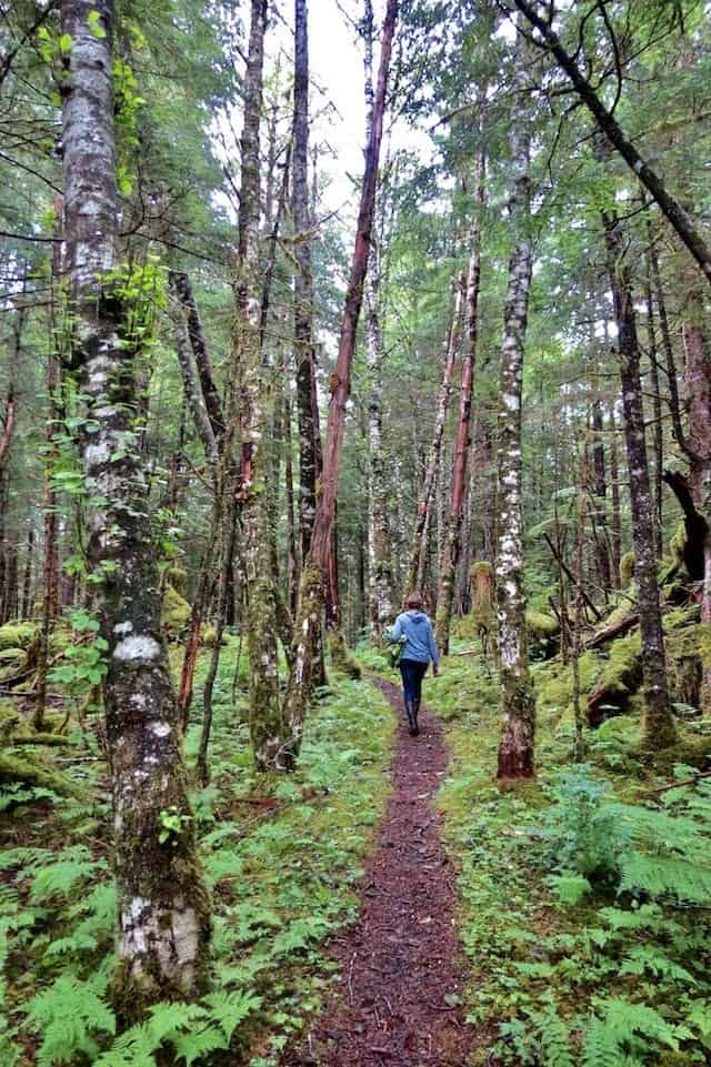 Forest rambling by Sharon Kurtz