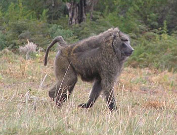 Big male baboon on the lowlands