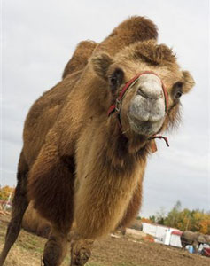 Desert Adventures in Qatar 3 One of the camels in the author's party