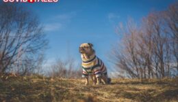 cv pug