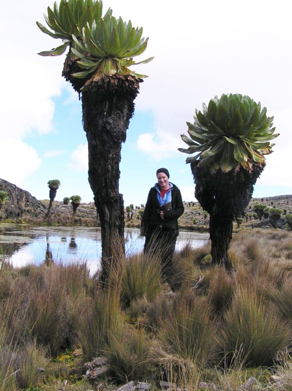 Giant Groundsels in the Mackinder Valley in Kenya