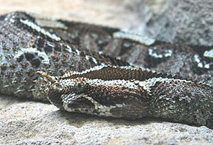 Desert Adventures in Qatar 4 A horned viper