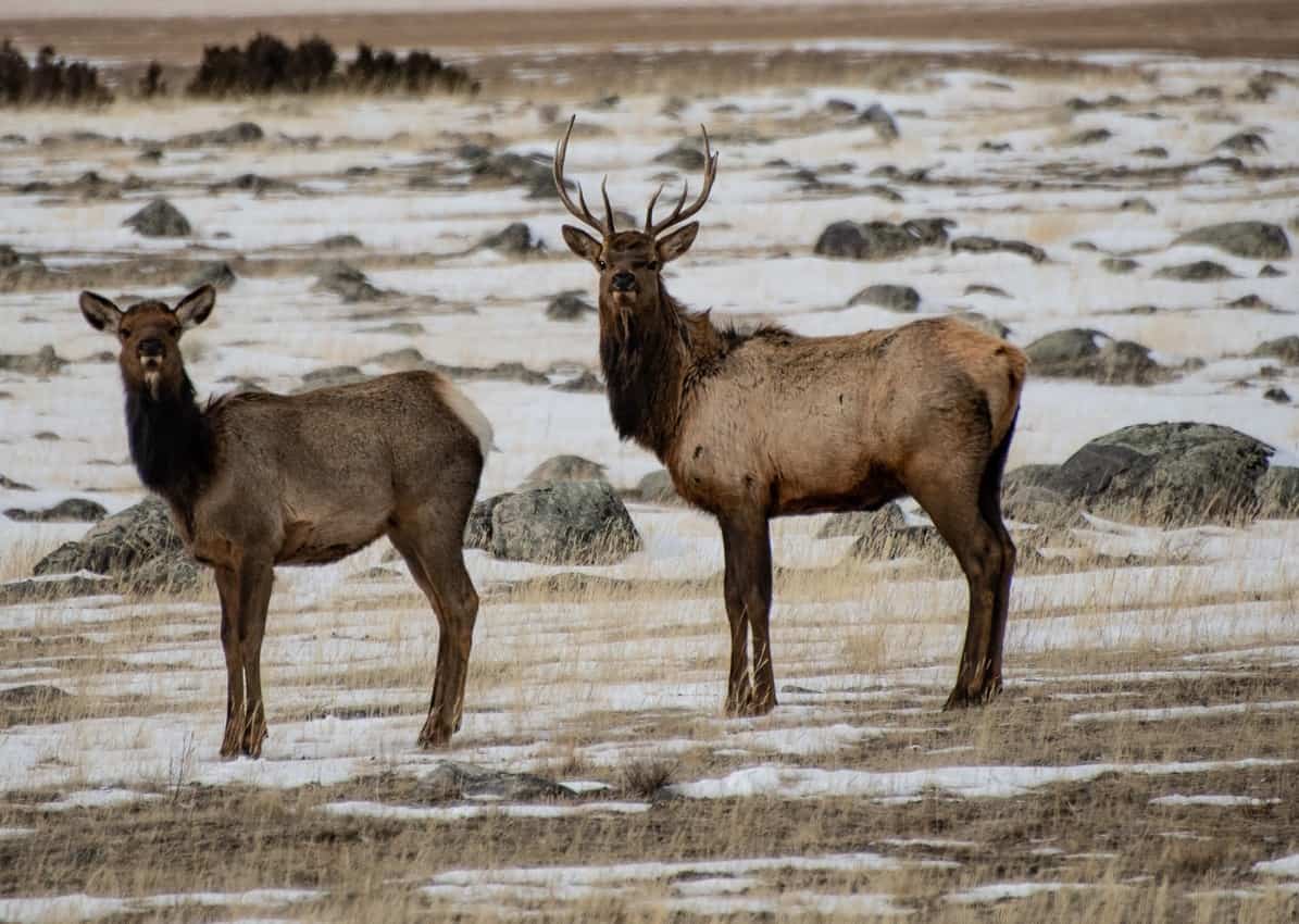 Elk are one of the 67 species of mammals found in Yellowstone National Park.