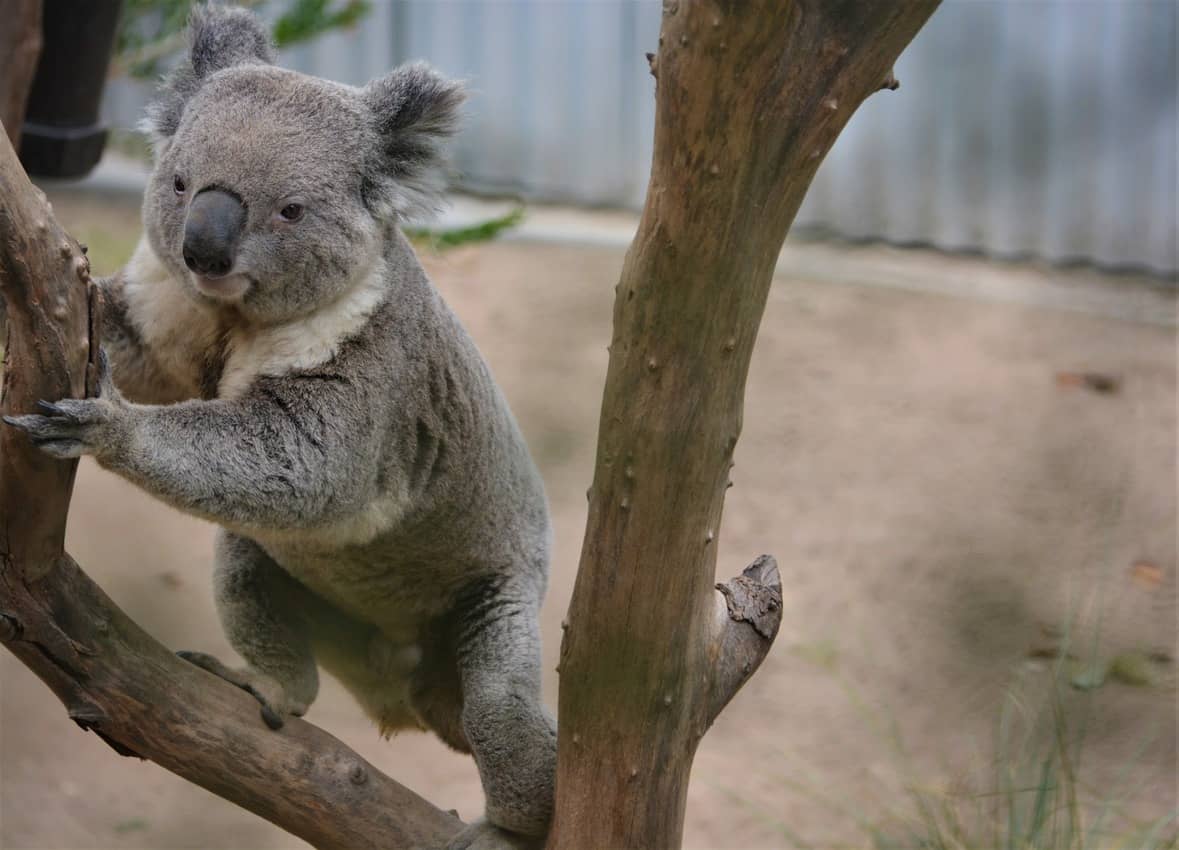 San Diego Zoo Koala