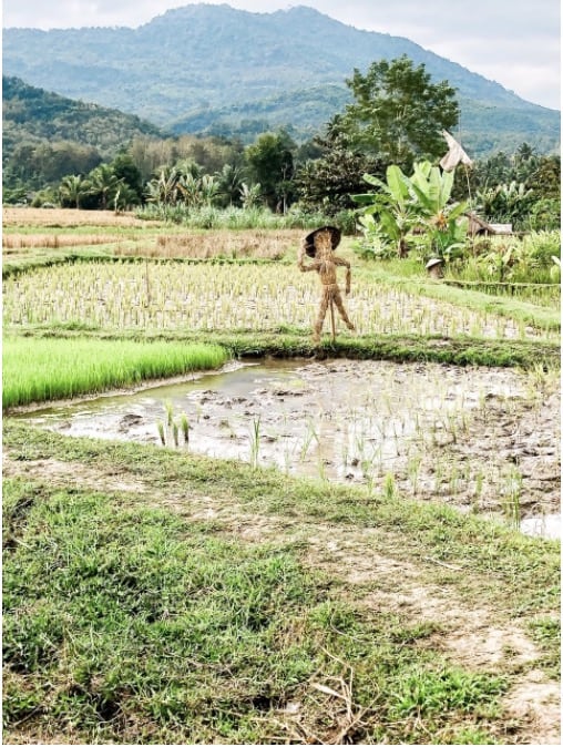 RRice Paddies and a Kondauna Made of Rice Stalks to Protect the Rice