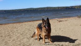Lake Damariscotta, dog friendly