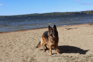 Lake Damariscotta, dog friendly