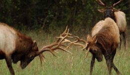 bull elks fighting