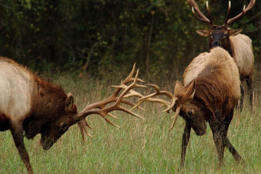 bull elks fighting
