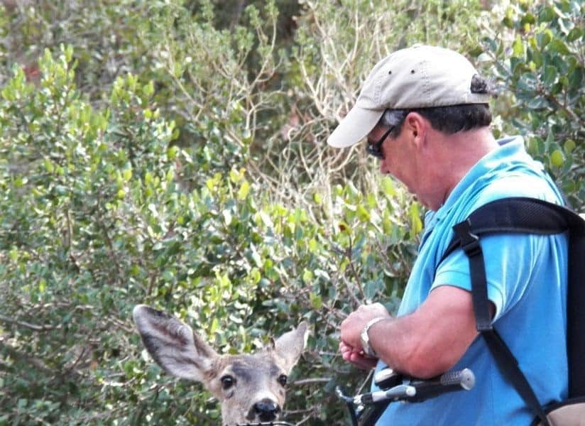 friendly deer on catalina