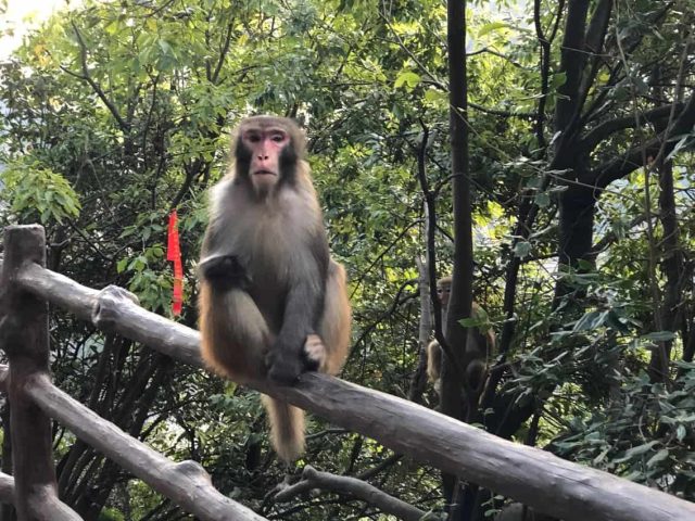 monkey on the mountain 1 monkey on the mountain 1