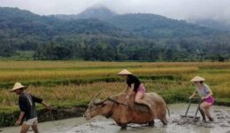 rice farming laos