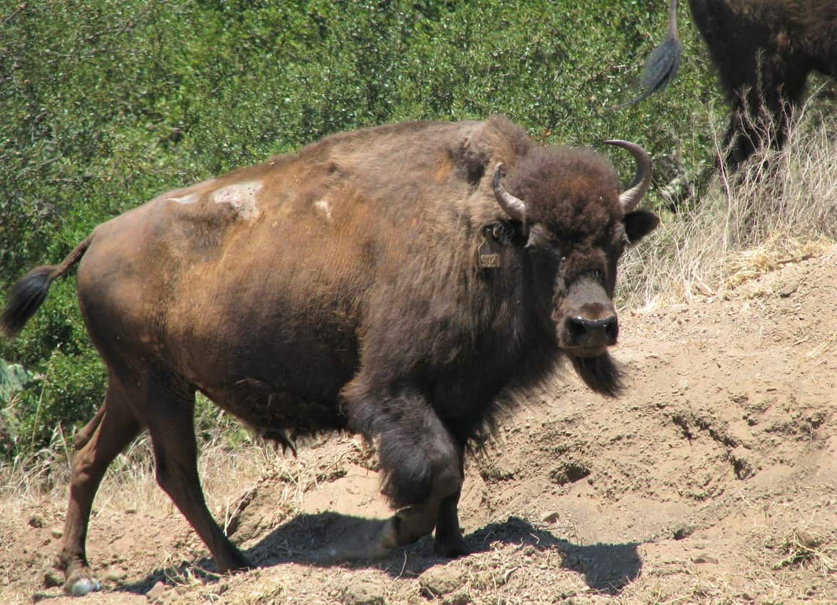 Bison on Catalina Island