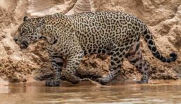 jaguar walking
