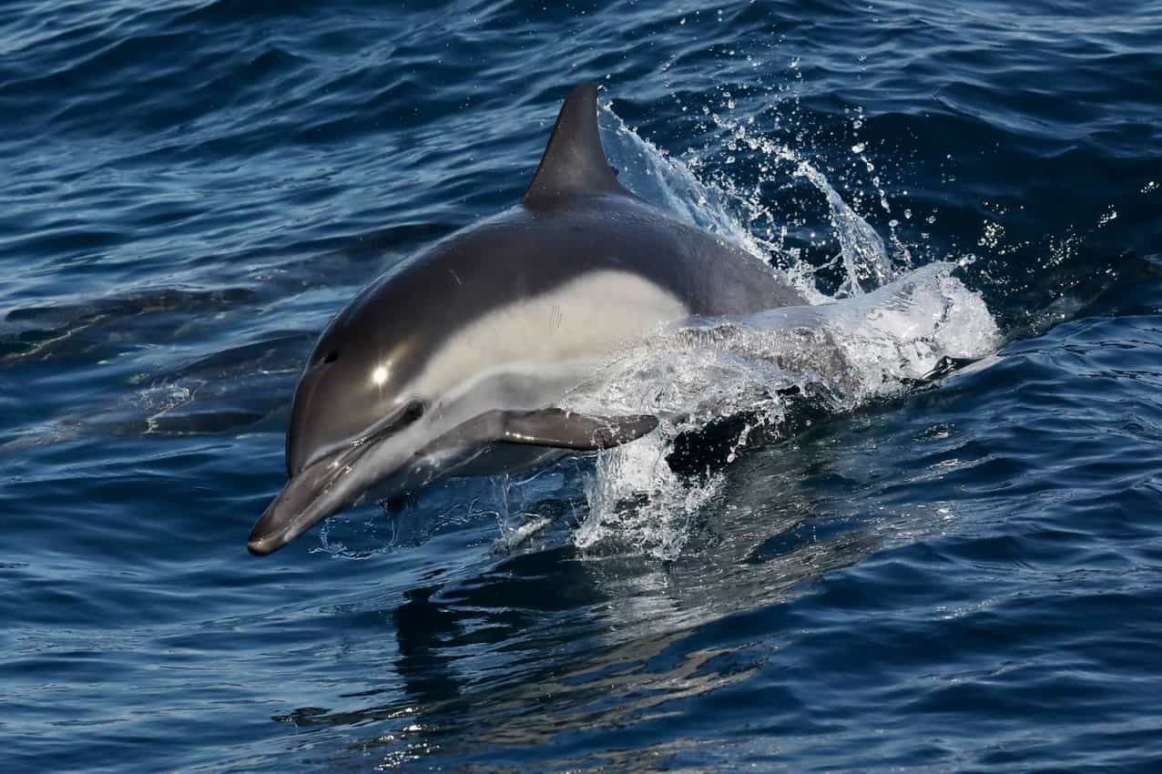 playful dolphins on the ferry to catalina