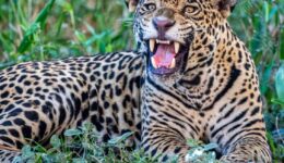snarling jaguar