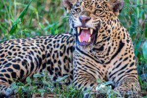 snarling jaguar