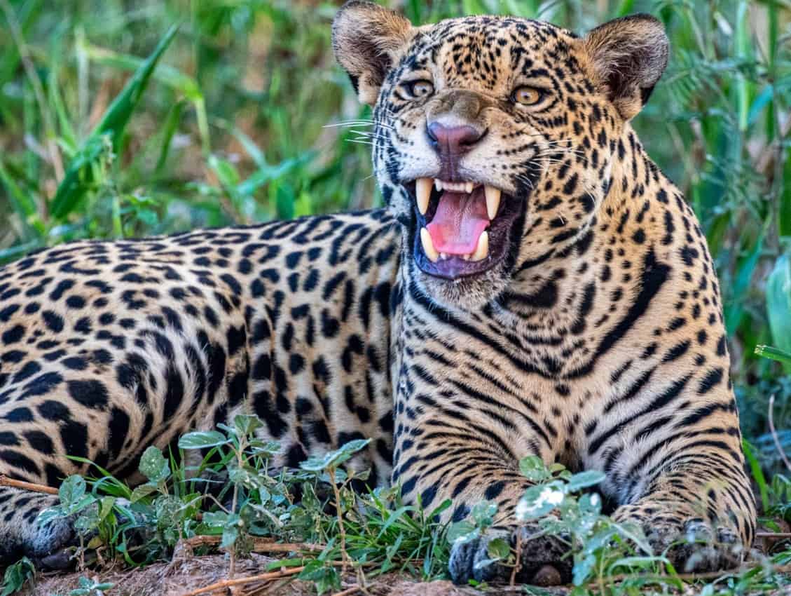 snarling jaguar