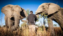 two elephants