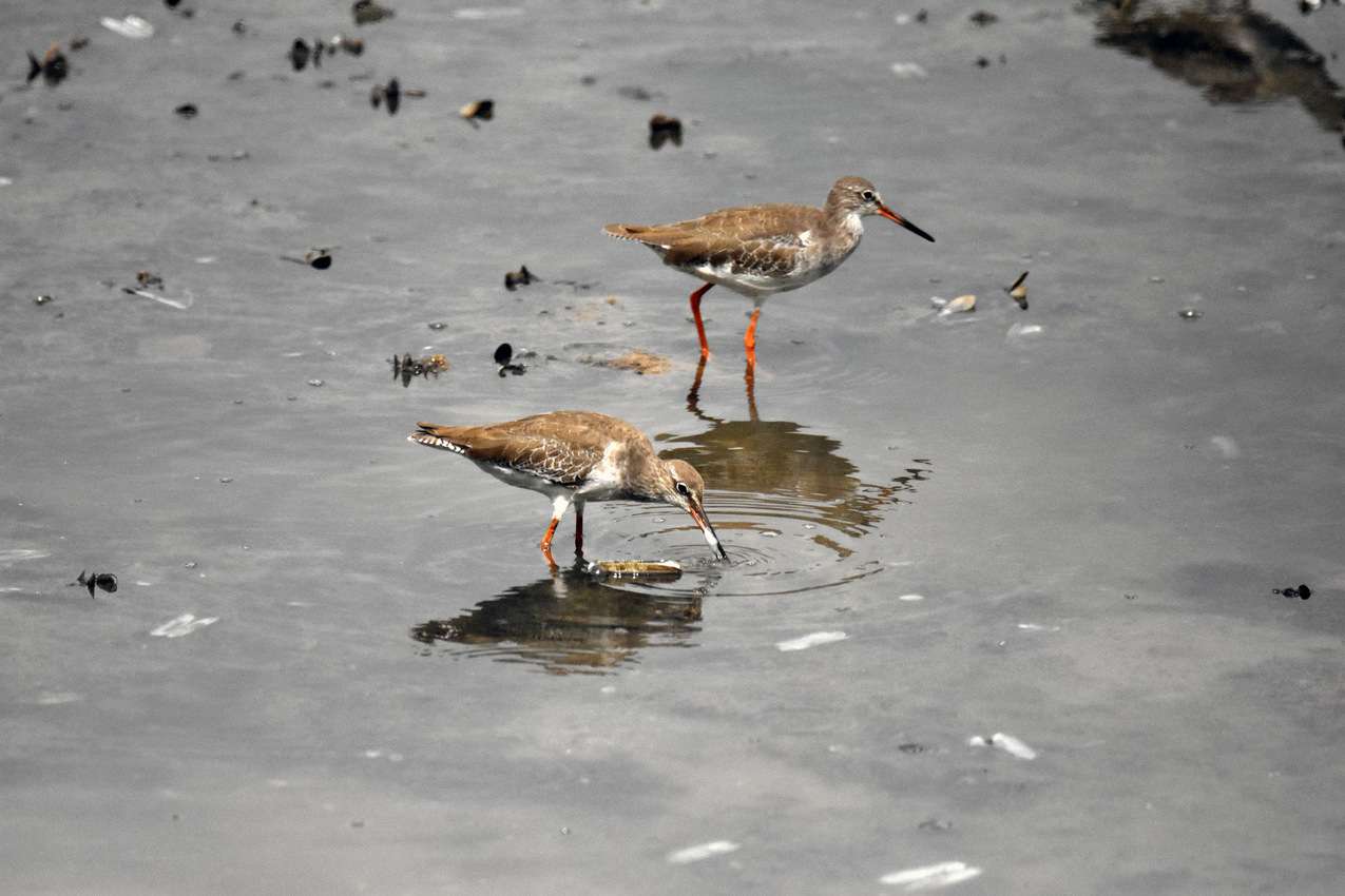 10 wetland reserve in Sinagpore.