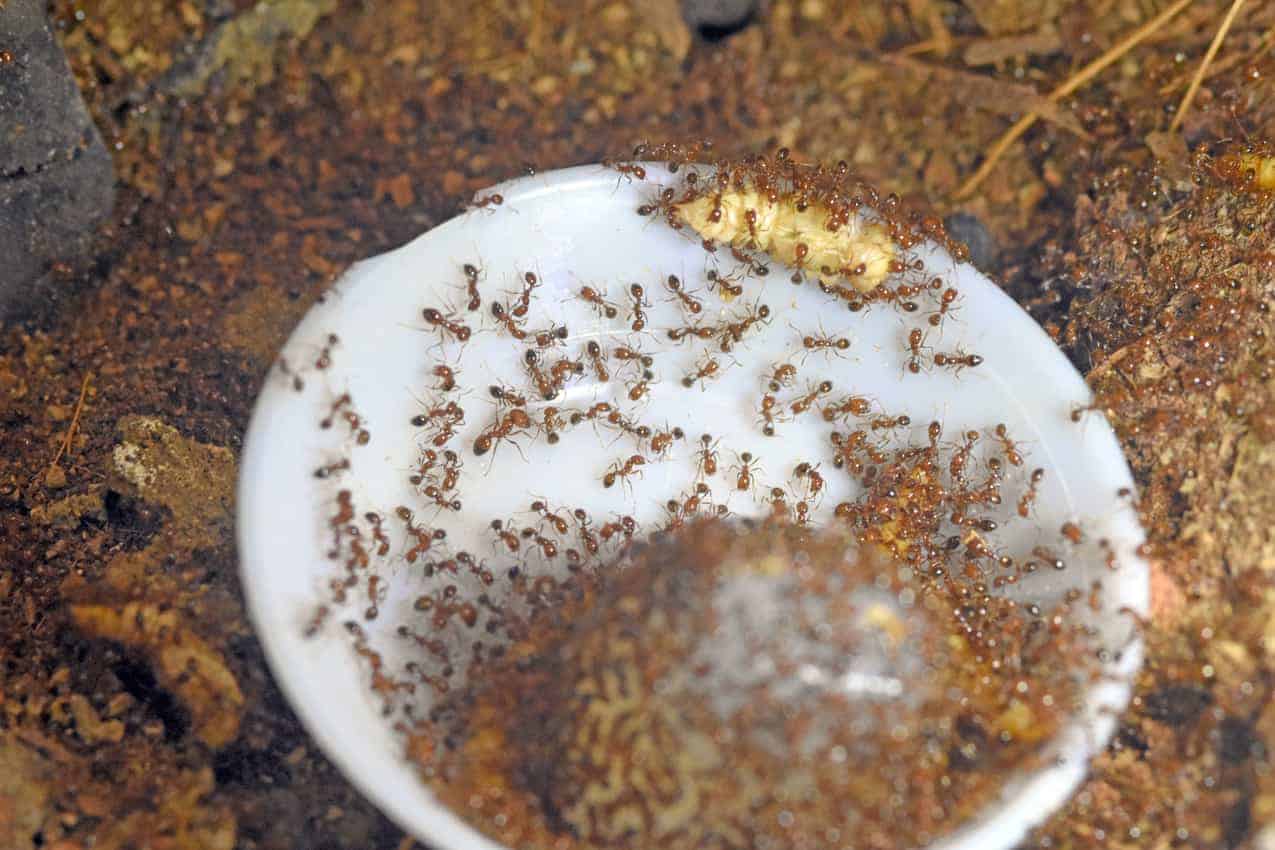 The Ant Museum opened in March 2020 in Singapore.