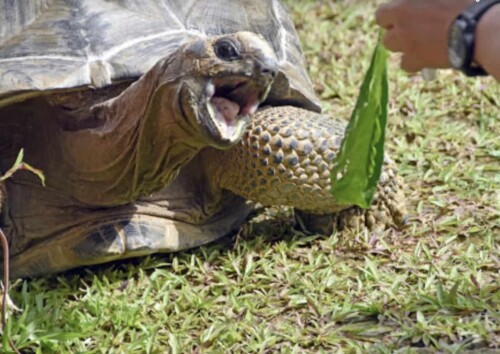 The Live turtle and Tortoise museum in Singapore.