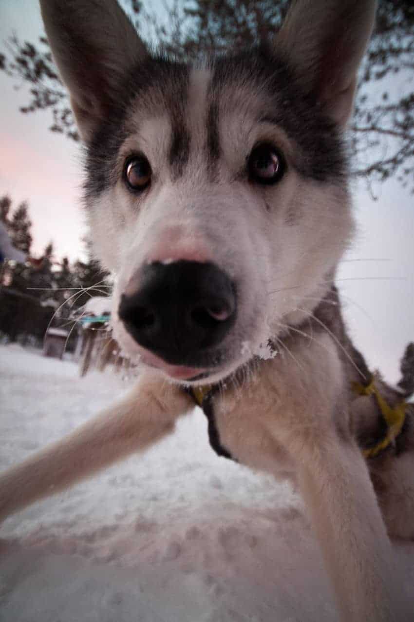 dog close up