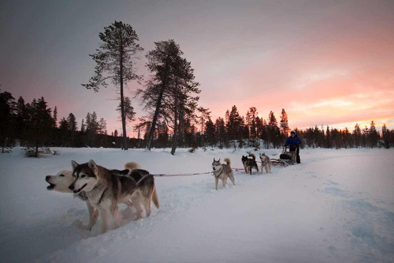 mushing dogs in Northern Norway.