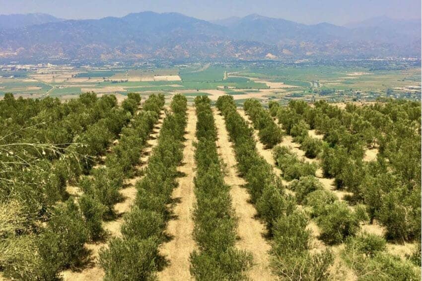 olive groves turkey, where they grow olives for Oleavia Organic EVOO