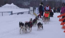 Dog Mushing Team