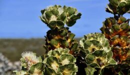Royal Hakea in Ravensthorpe, Western Australia