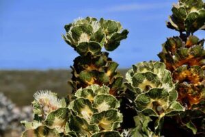 Royal Hakea in Ravensthorpe, Western Australia