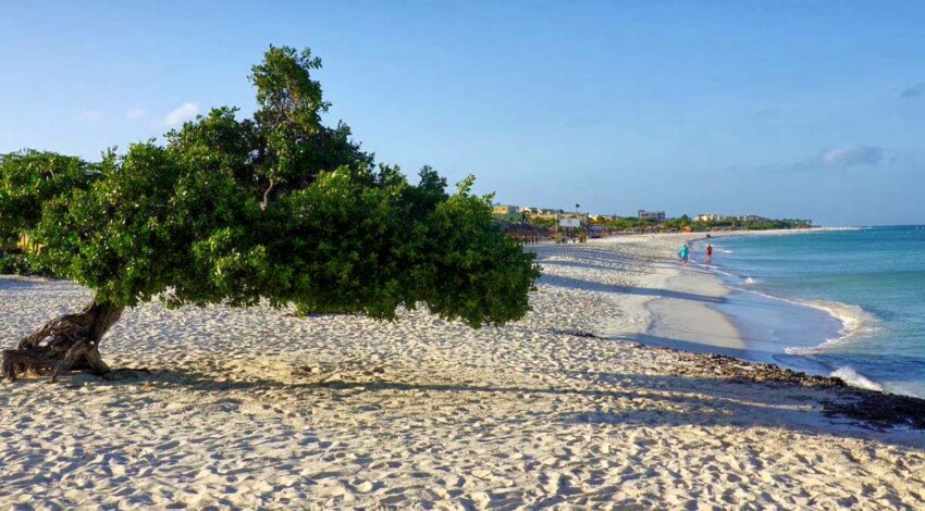 Divi Tree Eagle Beach Aruba