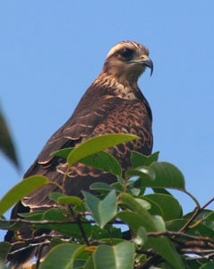 bird